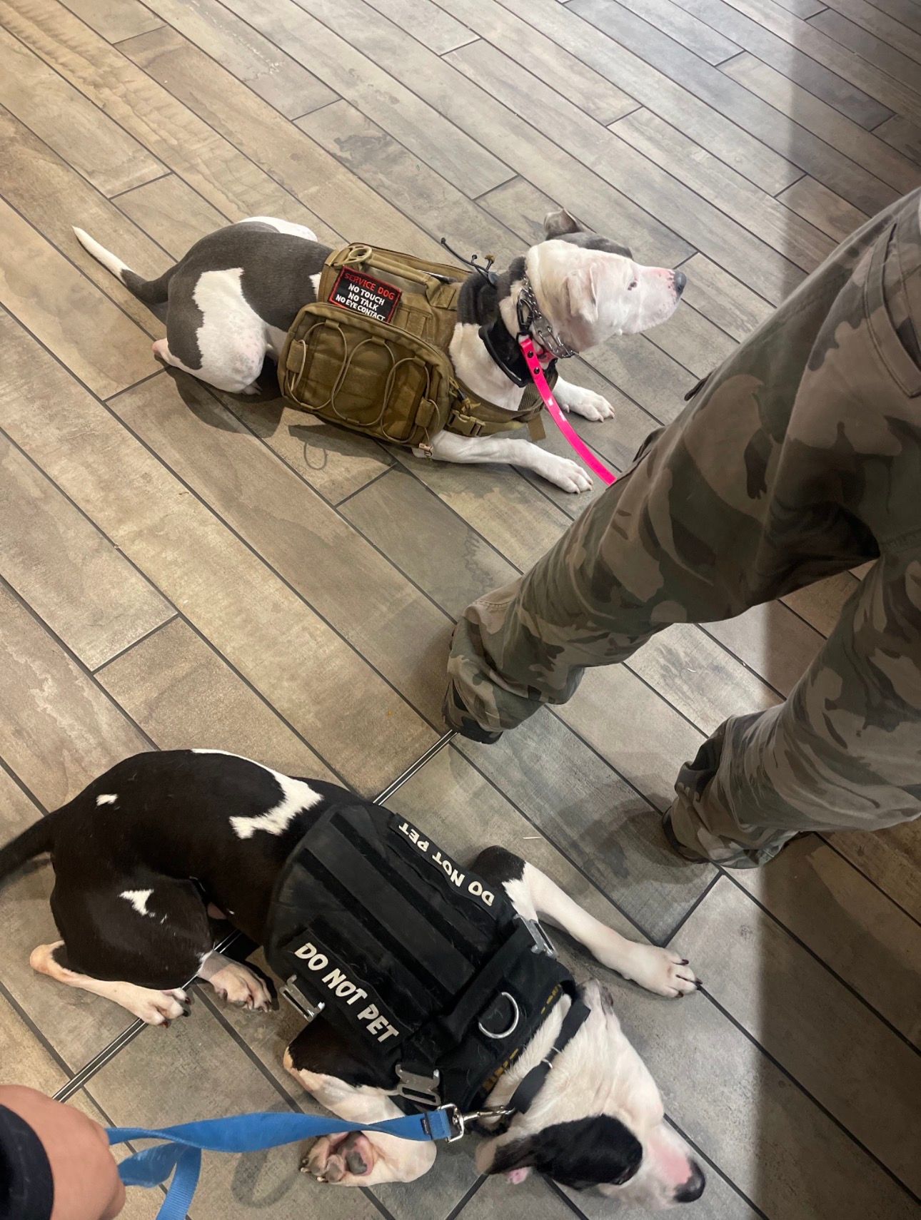 Two service dogs lying on a wooden floor, one in a tan harness and one in a black vest, with people nearby