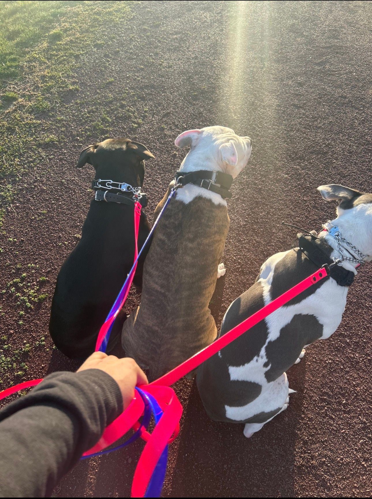 Three dogs on pink leashes on a sunlit path, seen from behind during a walk