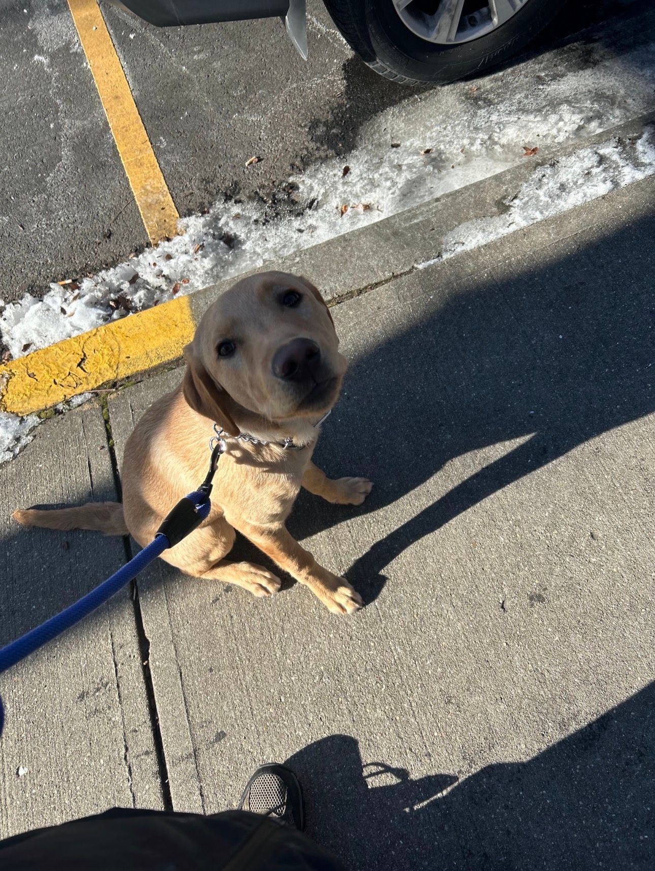 Small tan dog on a leash sitting on pavement beside a curb and parking space line, looking up at the camera