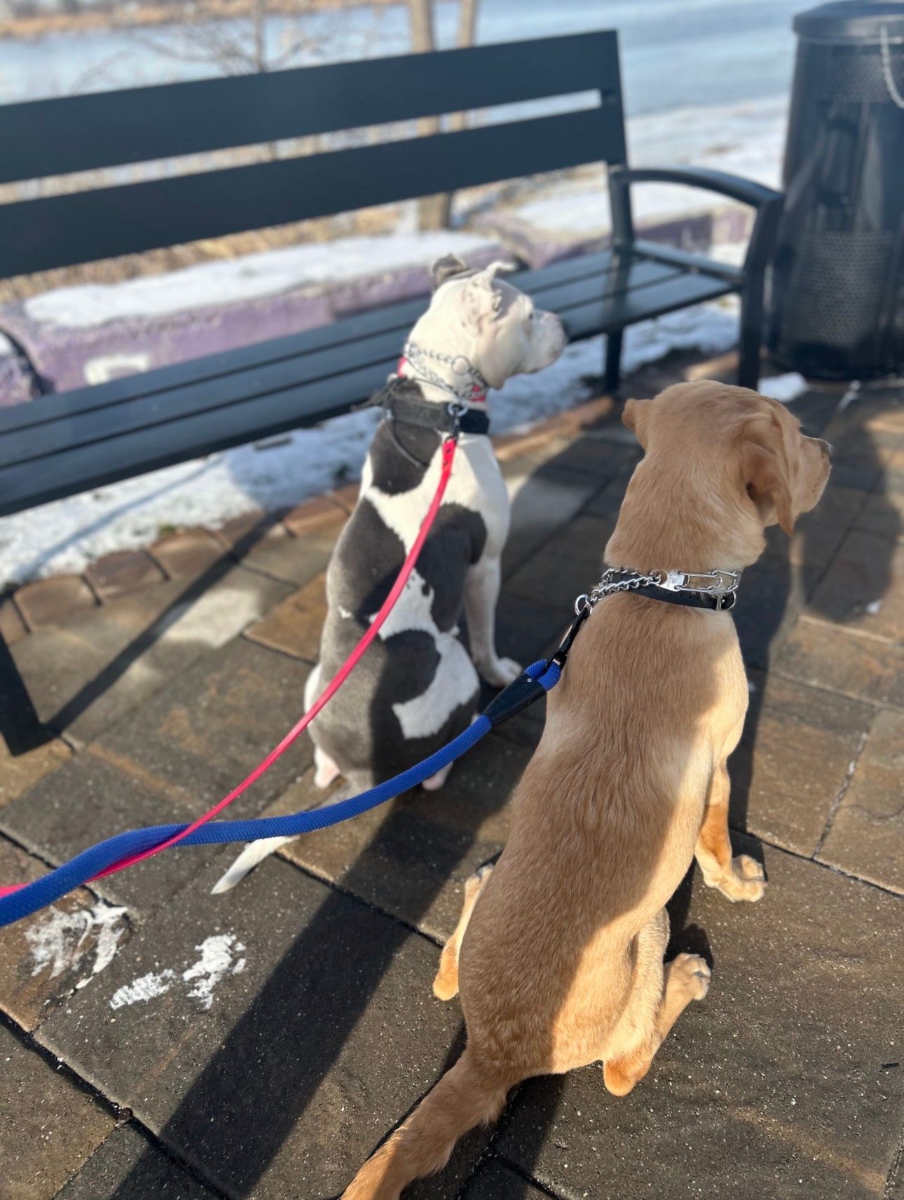 Two leashed dogs sitting on a snowy bench-side path in winter sunlight