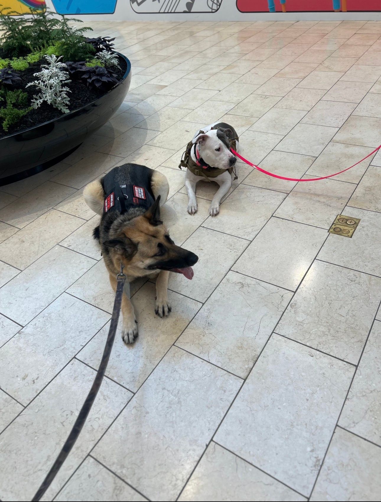 Two dogs on leashes sitting on a tiled floor in a mall, one tan and black and one white with brown patches.