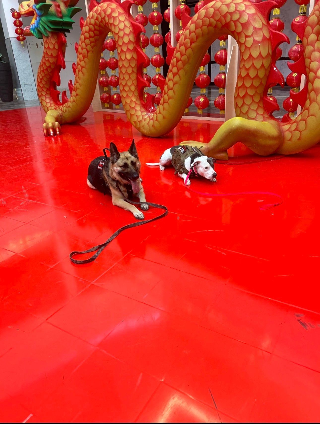 Two dogs on leashes on a glossy red floor beside a large gold dragon sculpture.