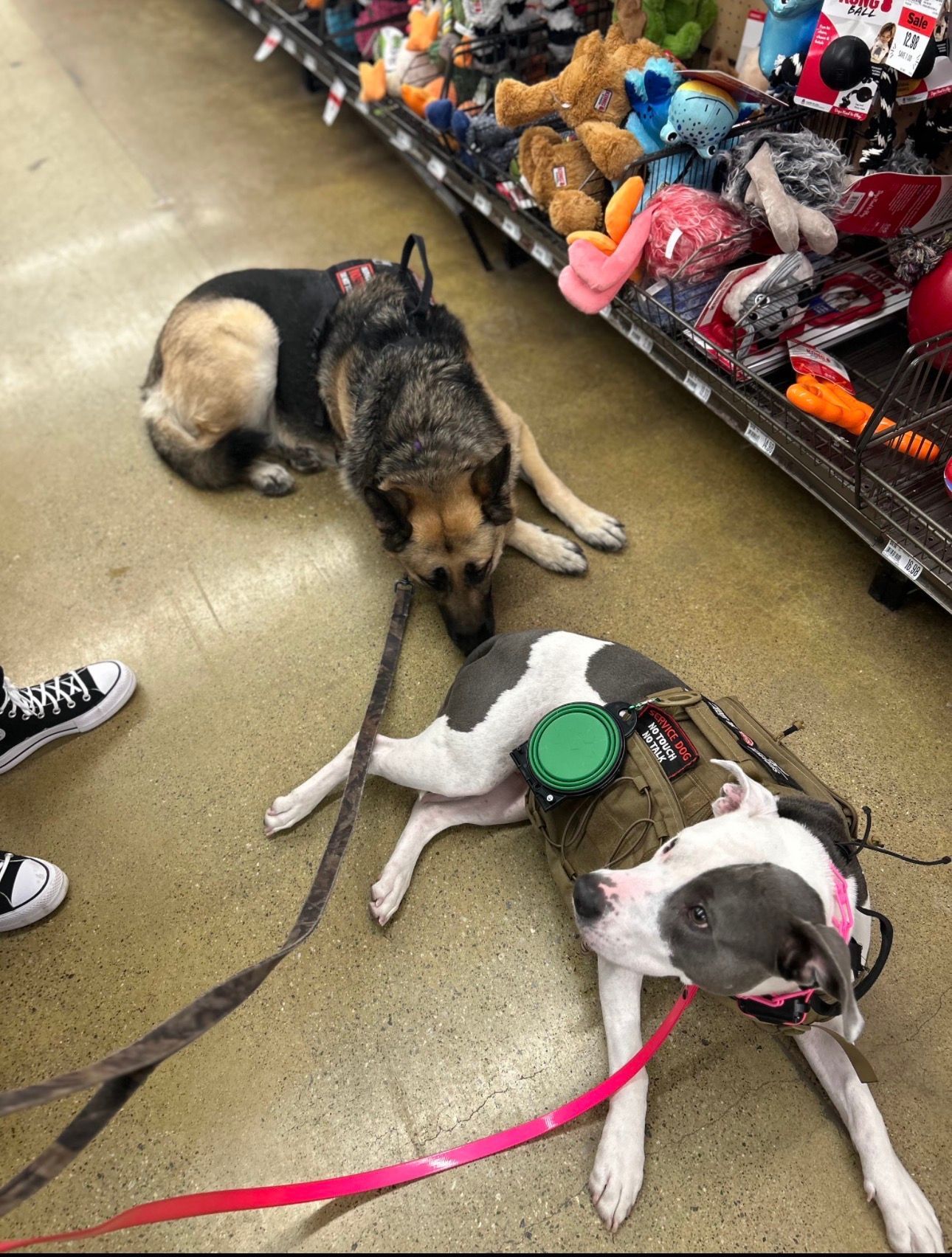 Two dogs lying on leashes in a pet store aisle beside shelves of dog toys.