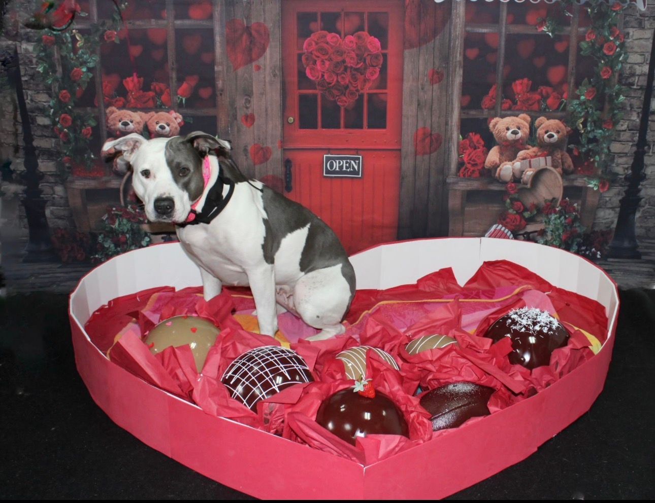 Black-and-white dog sitting in a red heart-shaped bed filled with Valentine treats and gifts