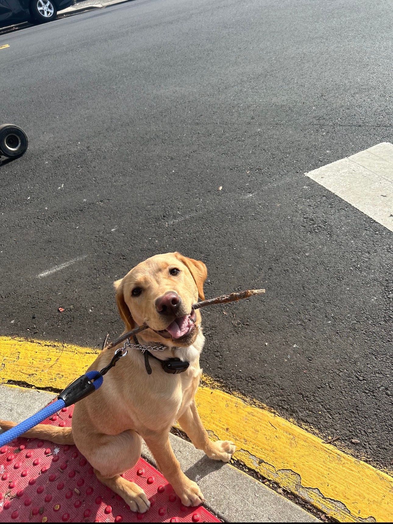 Yellow lab on a leash sitting at a curb, holding a stick in its mouth and looking up.