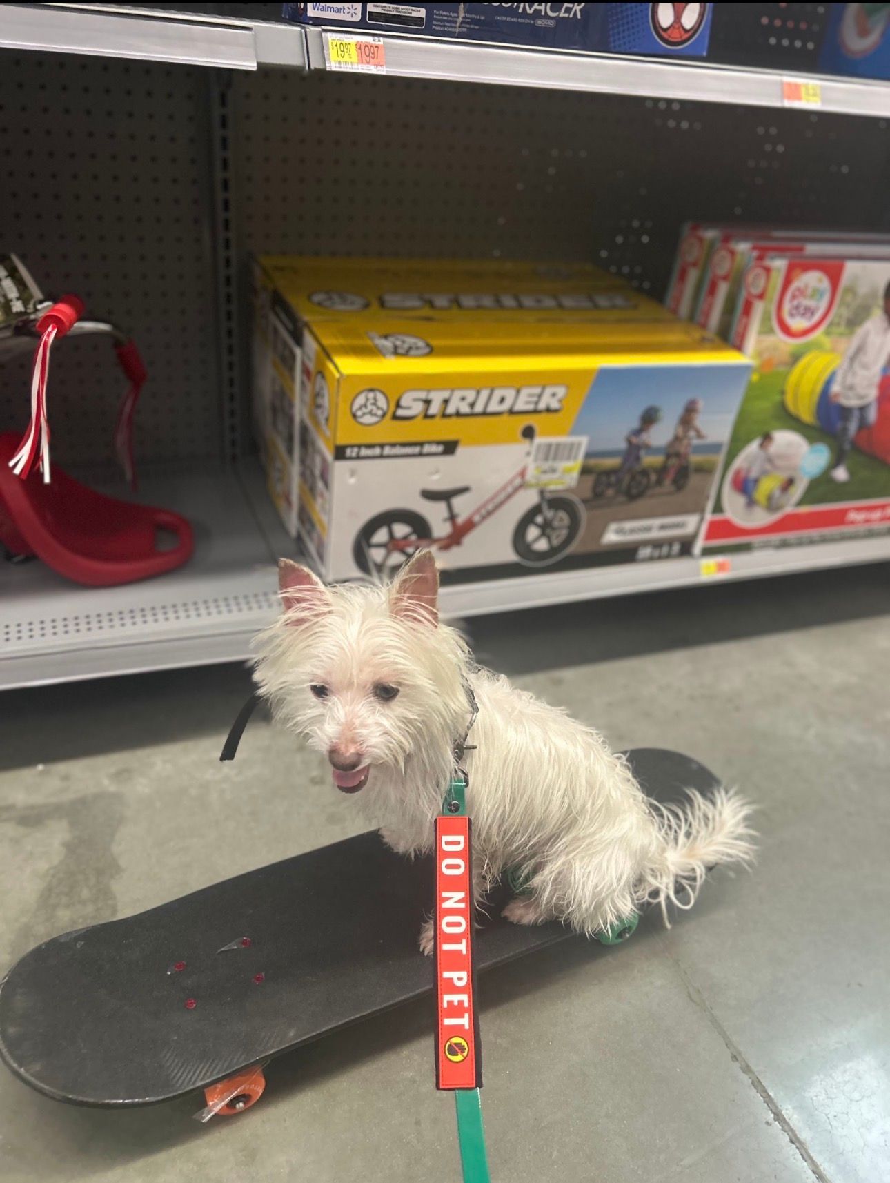 Small white dog sitting on a skateboard in a store aisle, wearing a red leash and looking at the camera.