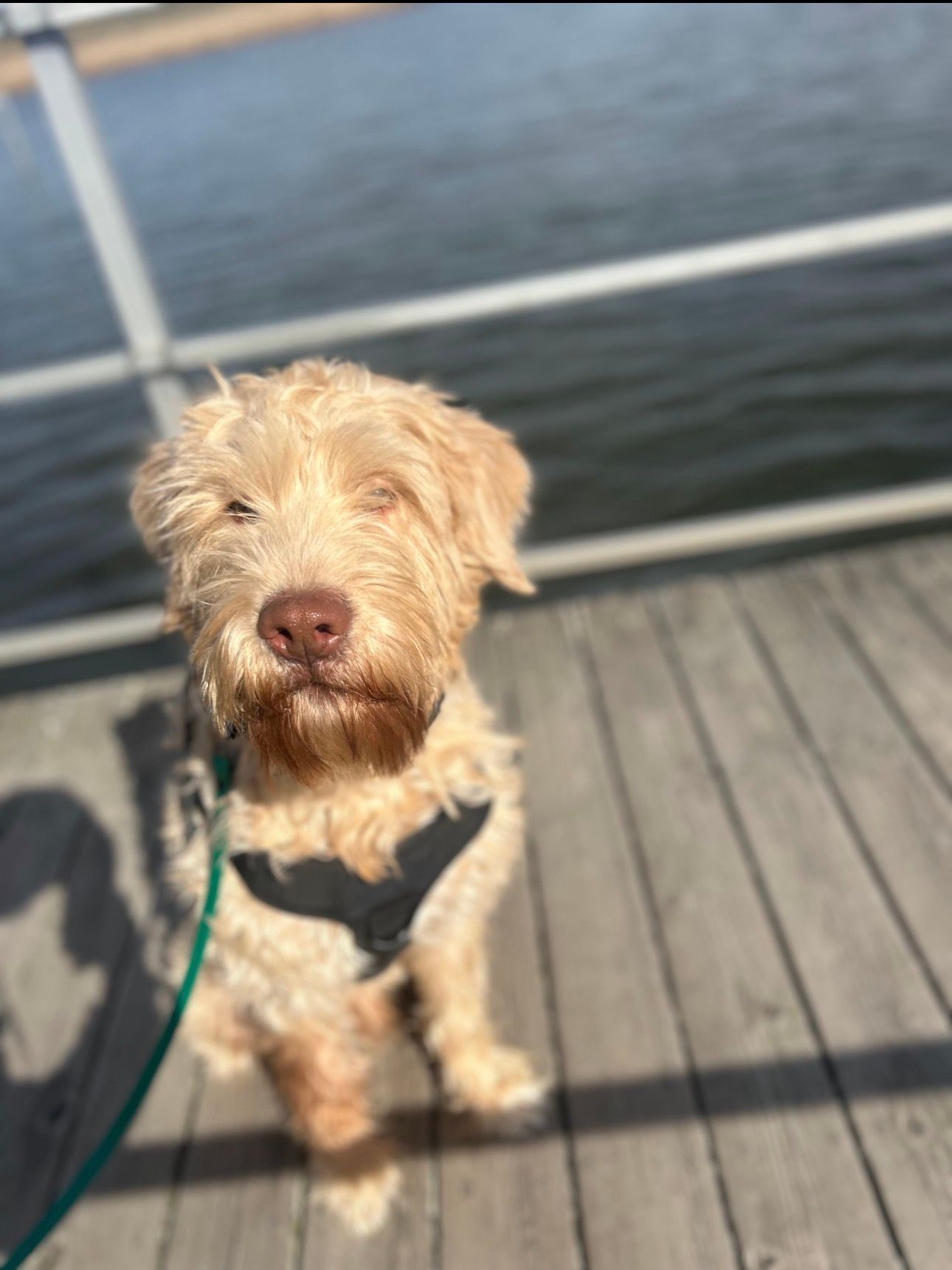 Small tan dog on a dock, sitting in sunlight with water in the background.