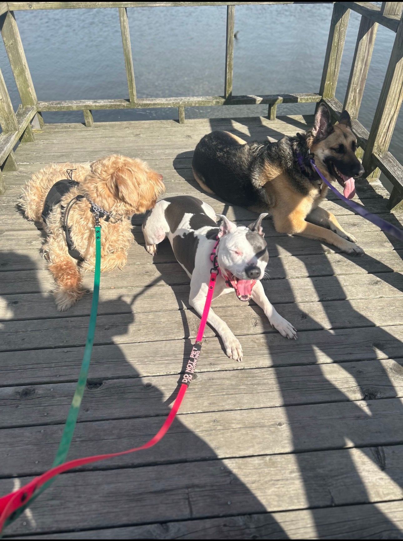 Three dogs on leashes on a wooden pier by the water, including a black-and-tan German shepherd.