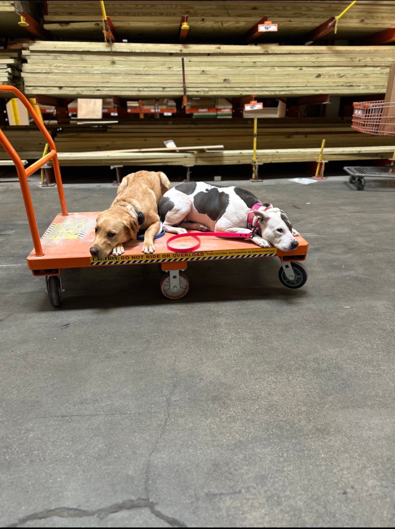 Two dogs lying on a red blanket in an orange cart inside a warehouse aisle