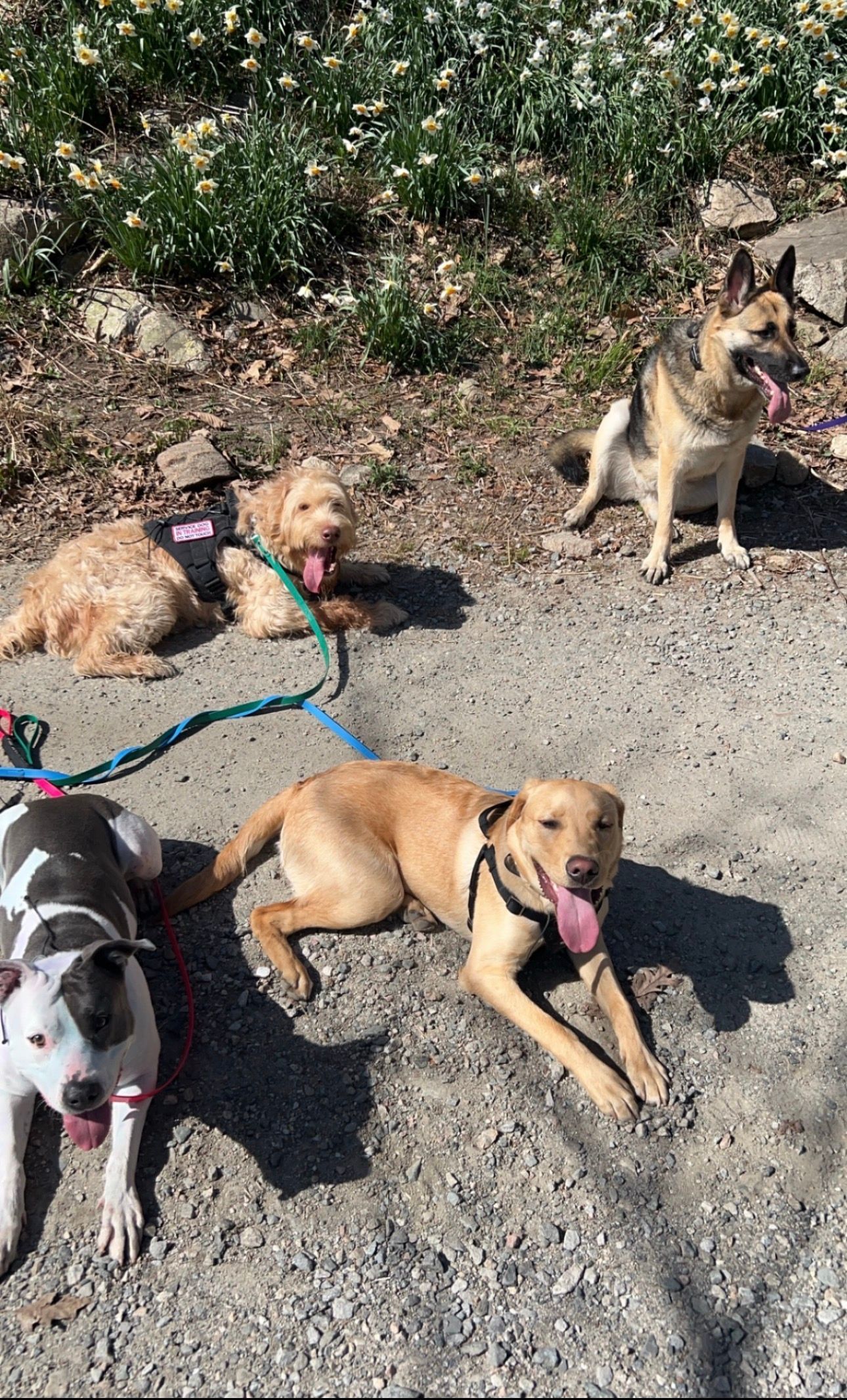 Four dogs lounging on a gravel path by shrubs, one tan dog panting in the foreground