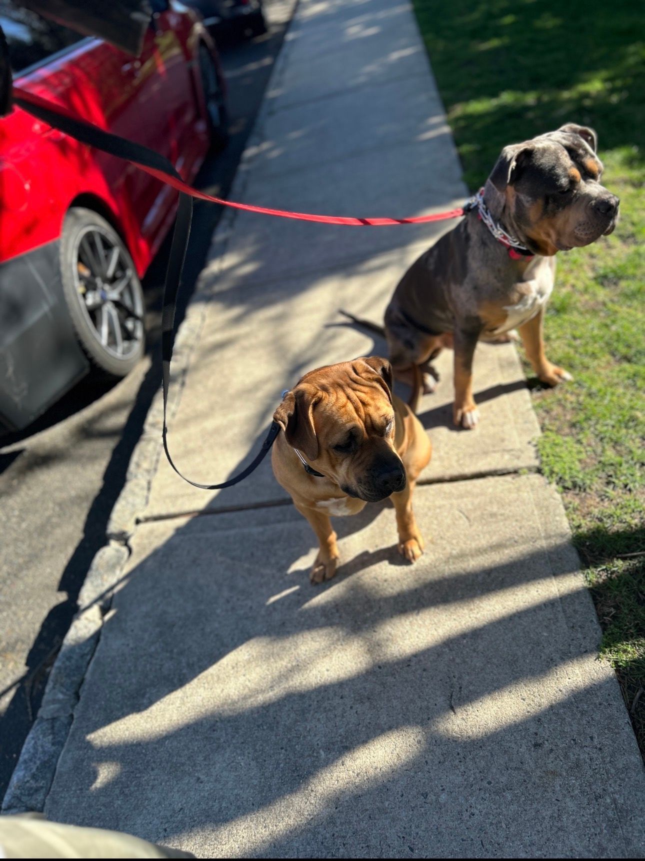 Two dogs on leashes on a sunny sidewalk beside a red car