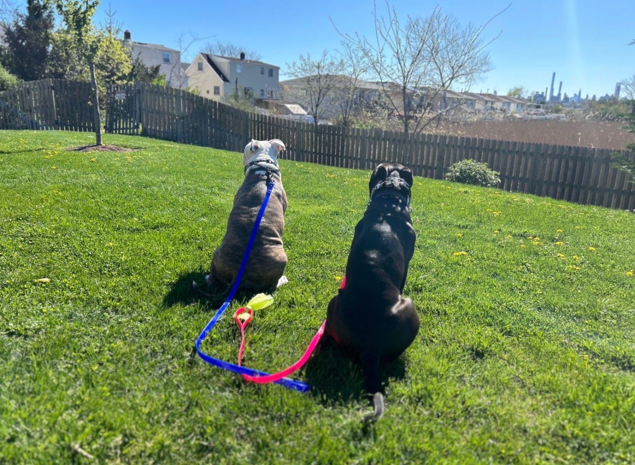 Two dogs on leashes sitting on a sunny grassy field near a wooden fence and houses