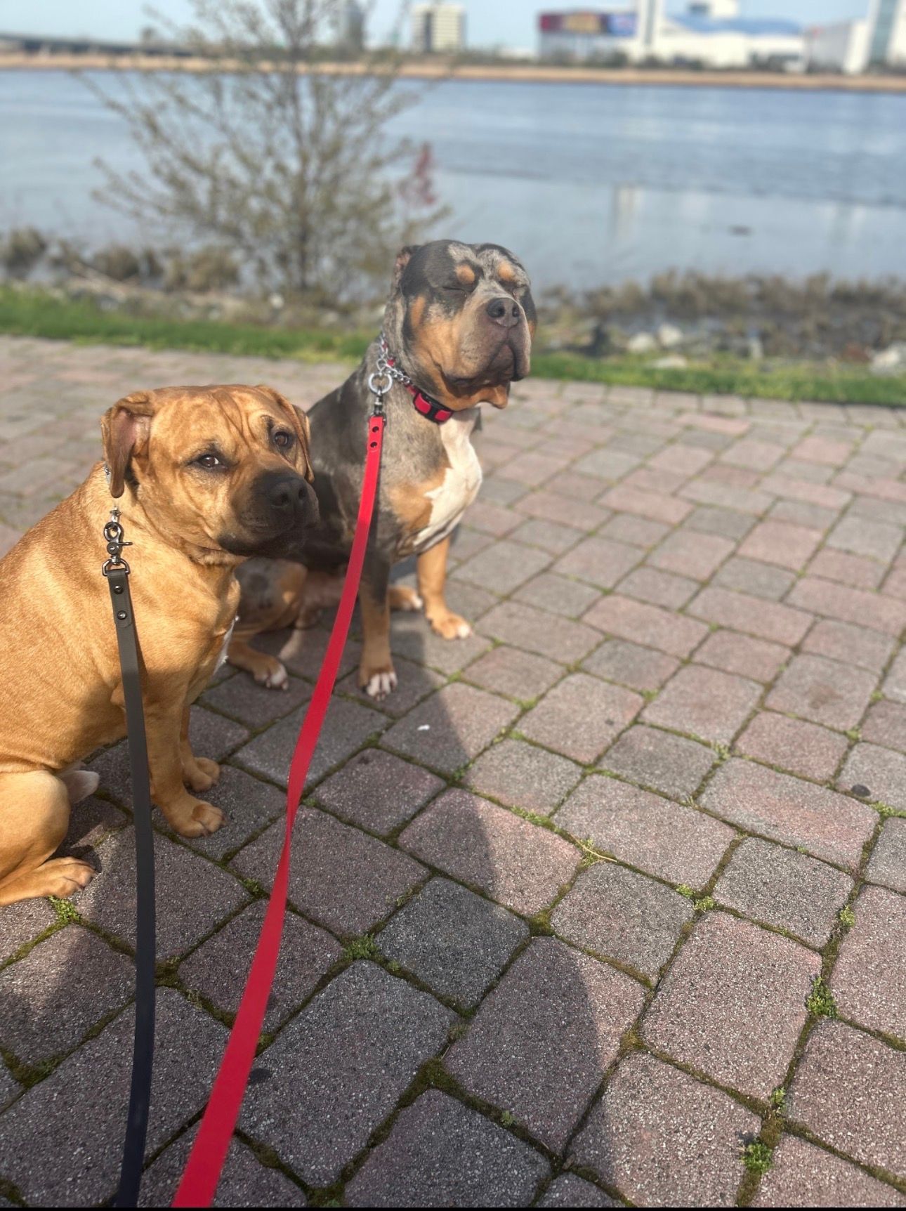 Two dogs on leashes sitting on a brick path by the water under a sunny sky