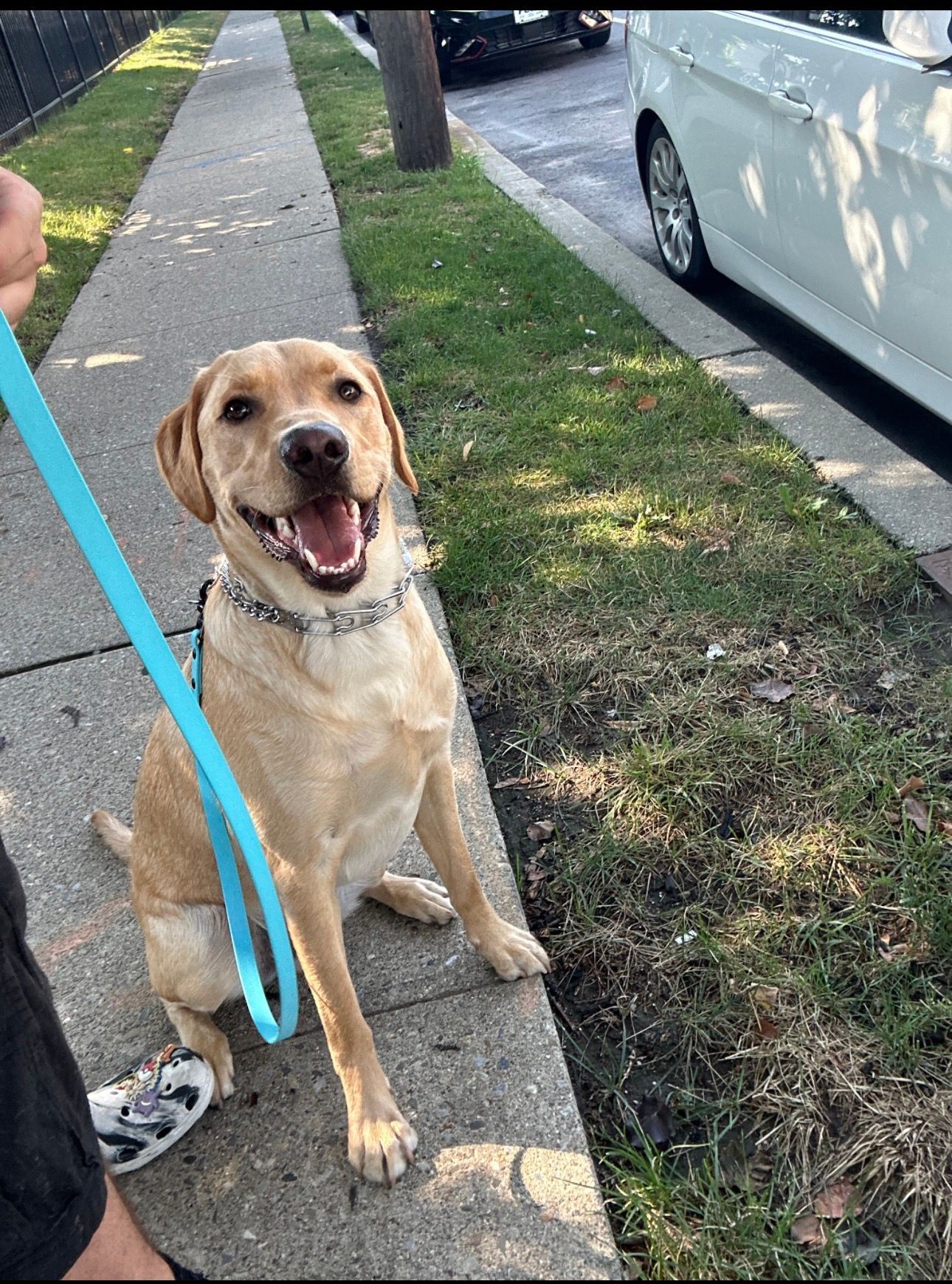 Happy tan dog sitting on a sidewalk beside a parked car, on a blue leash