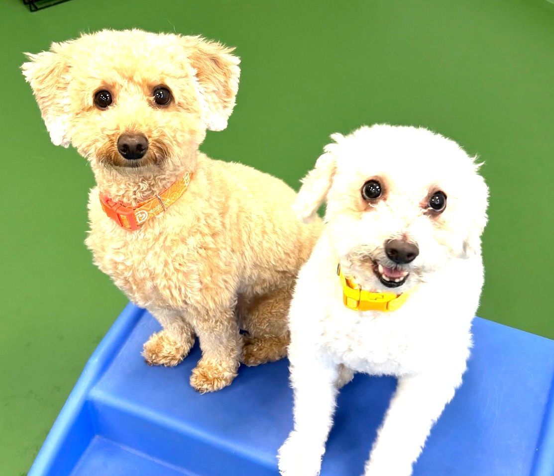 Two small dogs, one tan and one white, sitting on a blue surface against a green background.