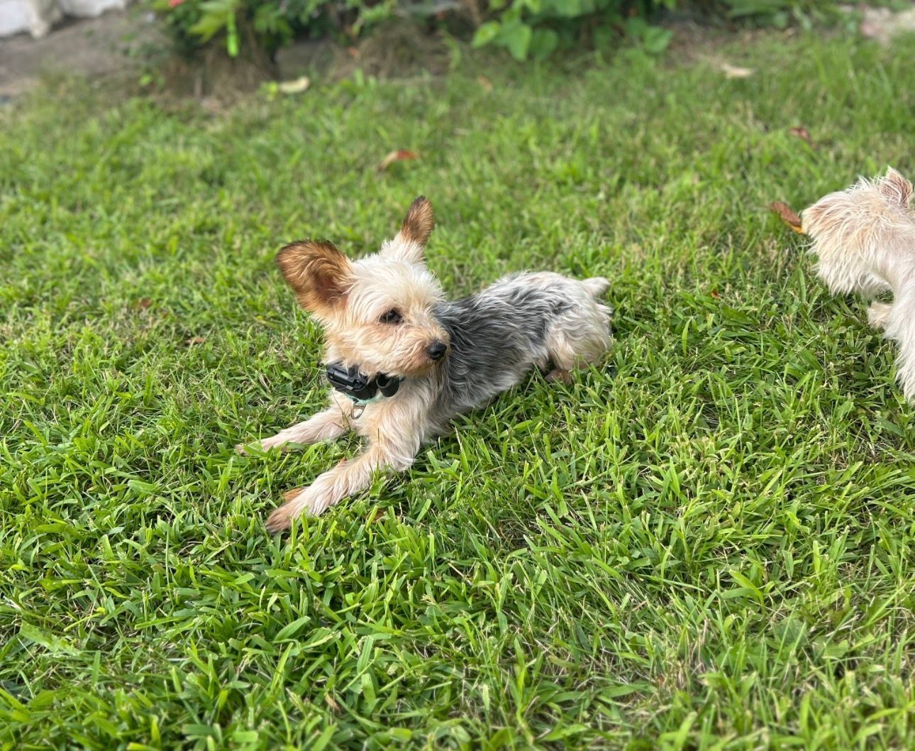 Small tan and gray dog lying in green grass with another dog partly visible at right