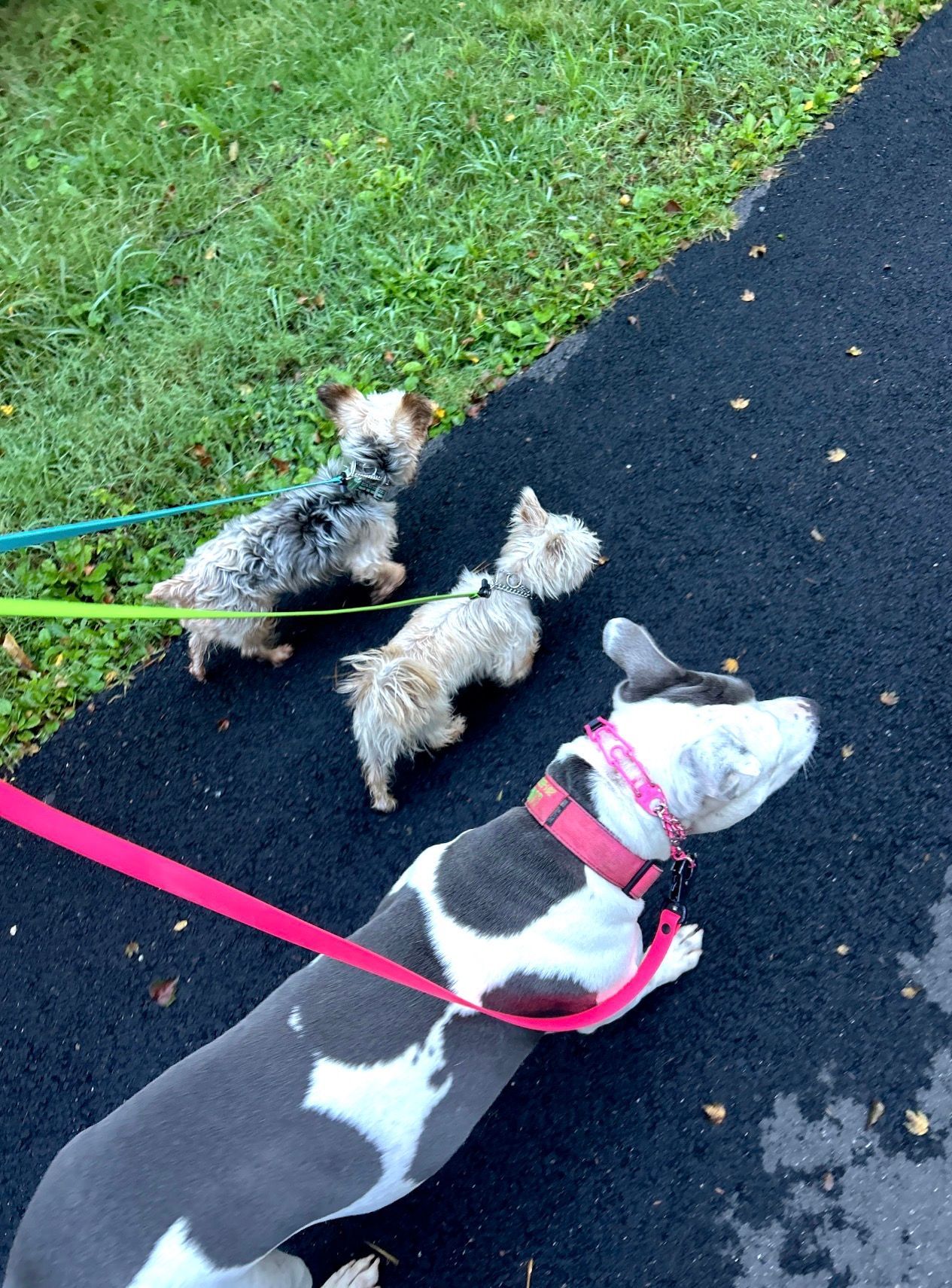 Three small dogs on leashes walking along a grassy edge beside a black path