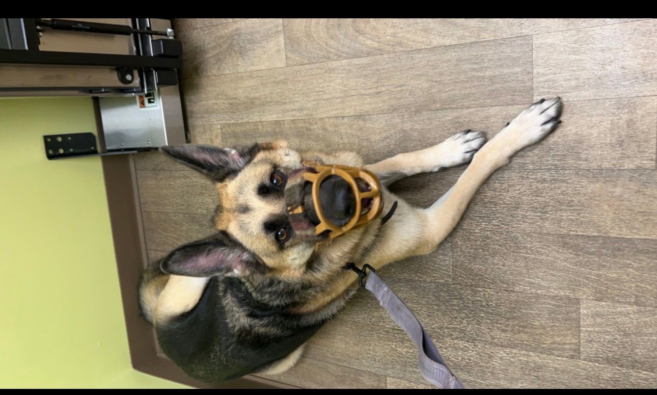 Tan-and-black dog lying on a wood floor, wearing a muzzle and leash indoors
