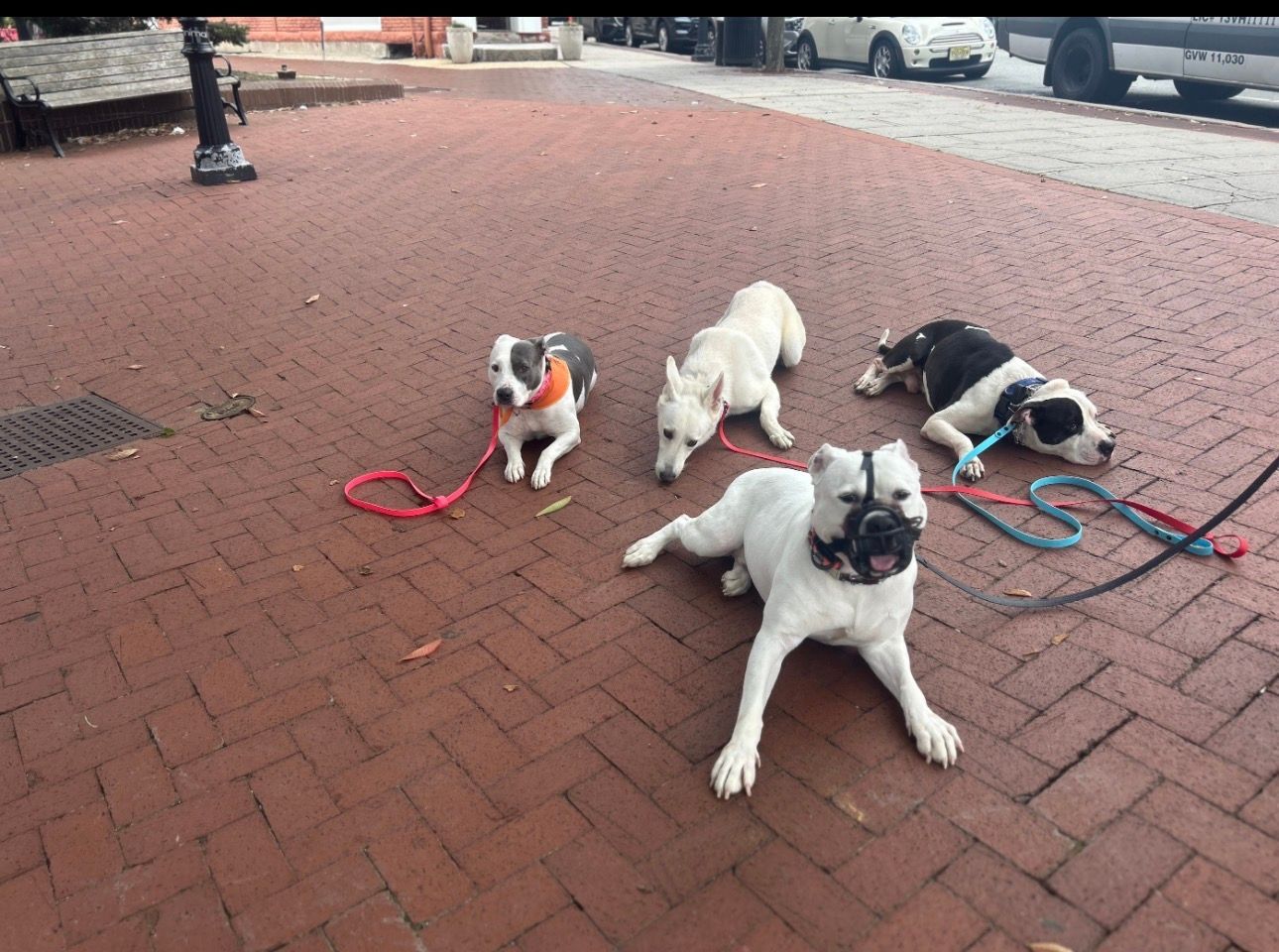 Four small dogs on leashes resting on a brick sidewalk, including a pug in the foreground.