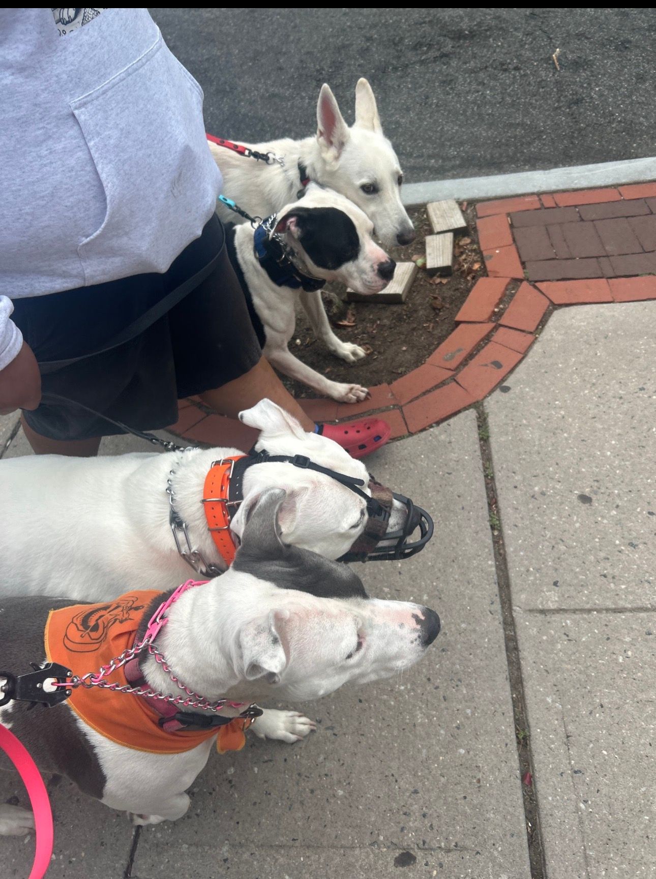 Three small dogs on leashes standing on a sidewalk beside a brick curb.