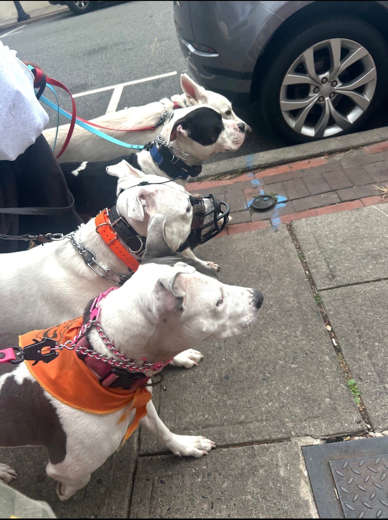 Three white dogs on leashes standing on a sidewalk near a parked car