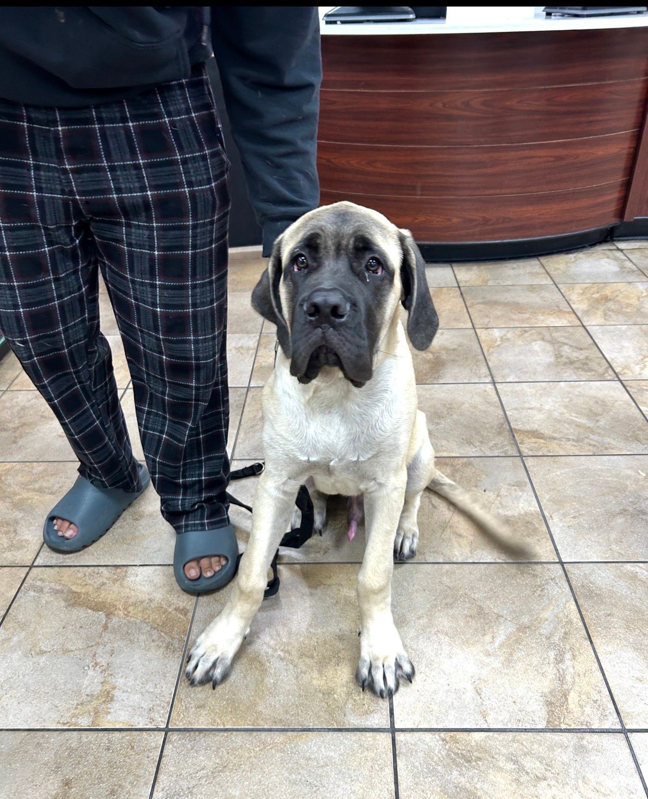 Large tan dog with dark face sitting on tiled floor beside a person’s legs indoors