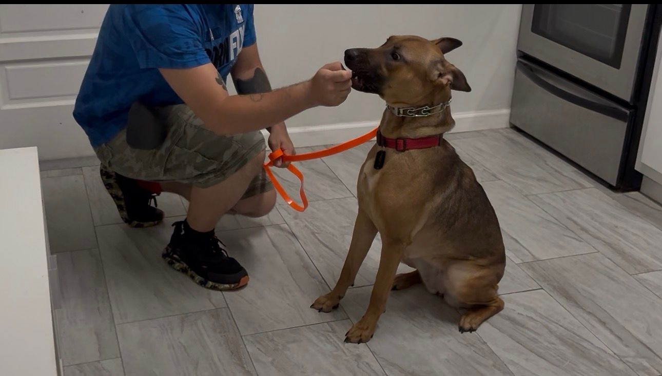 Person kneels beside a brown dog on a leash in a bright indoor room.
