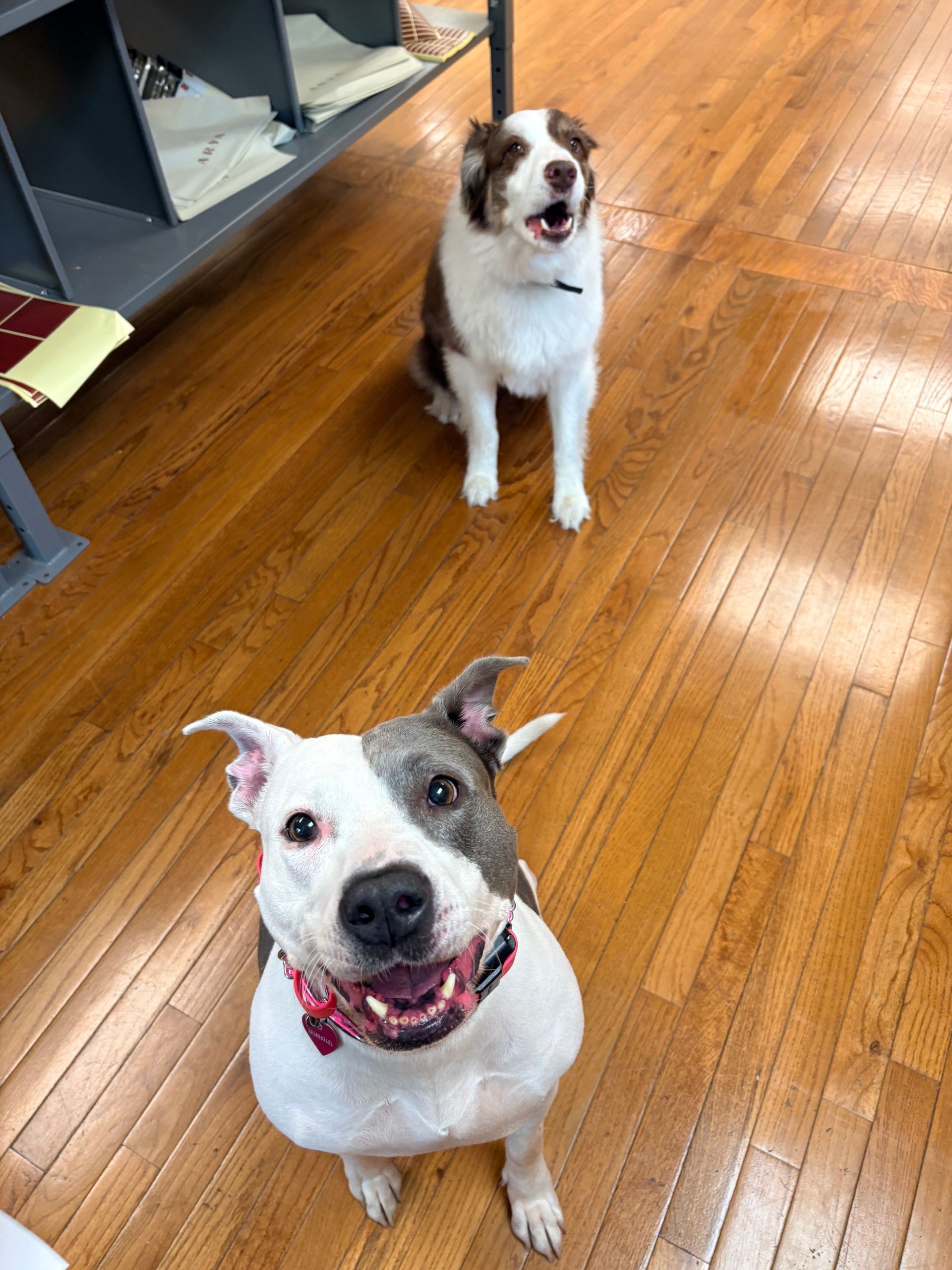 Two dogs sitting on a shiny wooden floor indoors, a gray-and-white dog in front and a black-and-white dog behind.