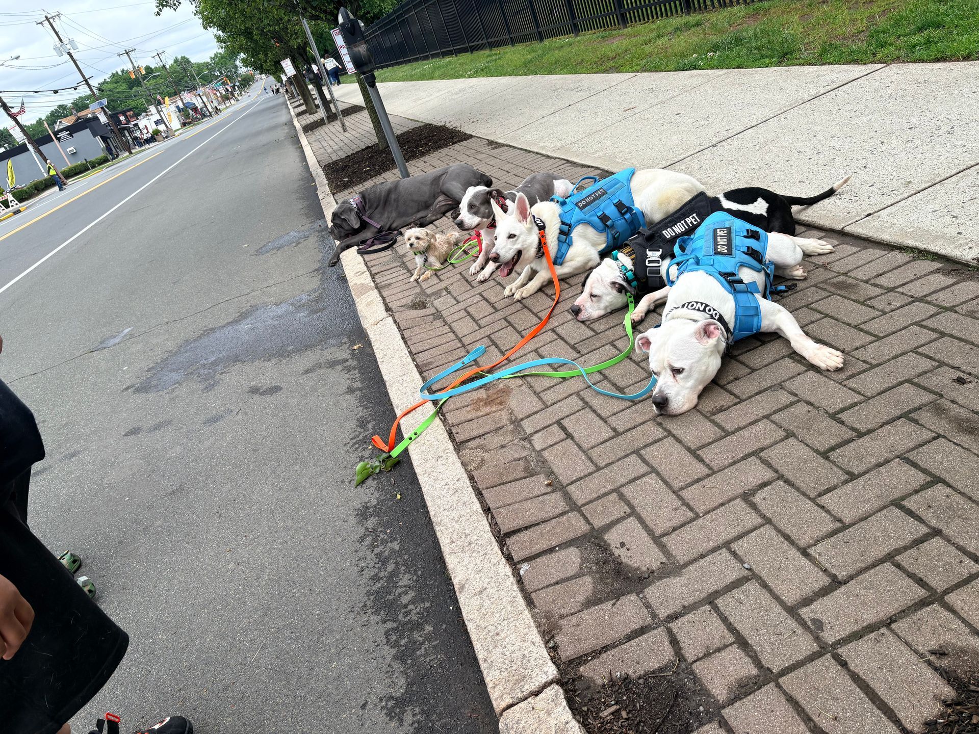 Three dogs in blue harnesses lie on a sidewalk beside a road, attached to colorful leashes.