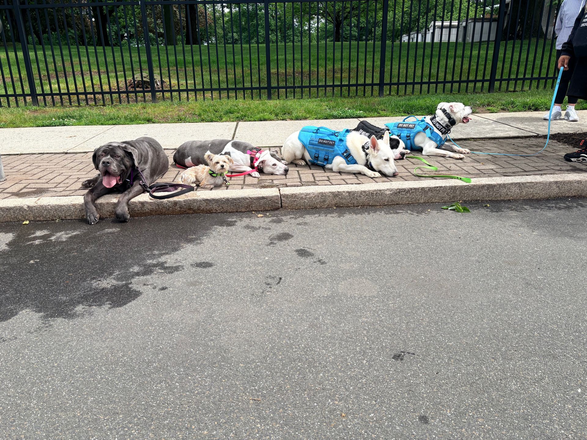 Four dogs on leashes lying on a sidewalk beside a street, one in a blue jacket.