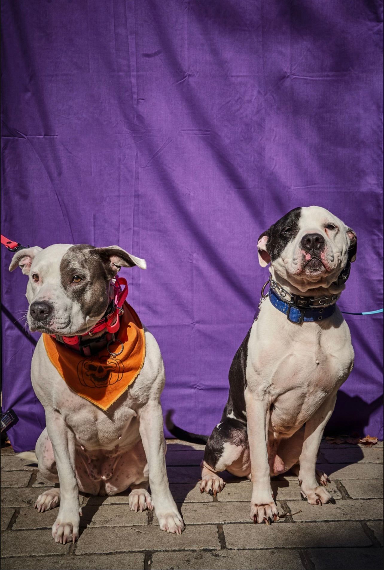 Two spotted dogs wearing bandanas sit on a brick pavement in front of a purple backdrop.