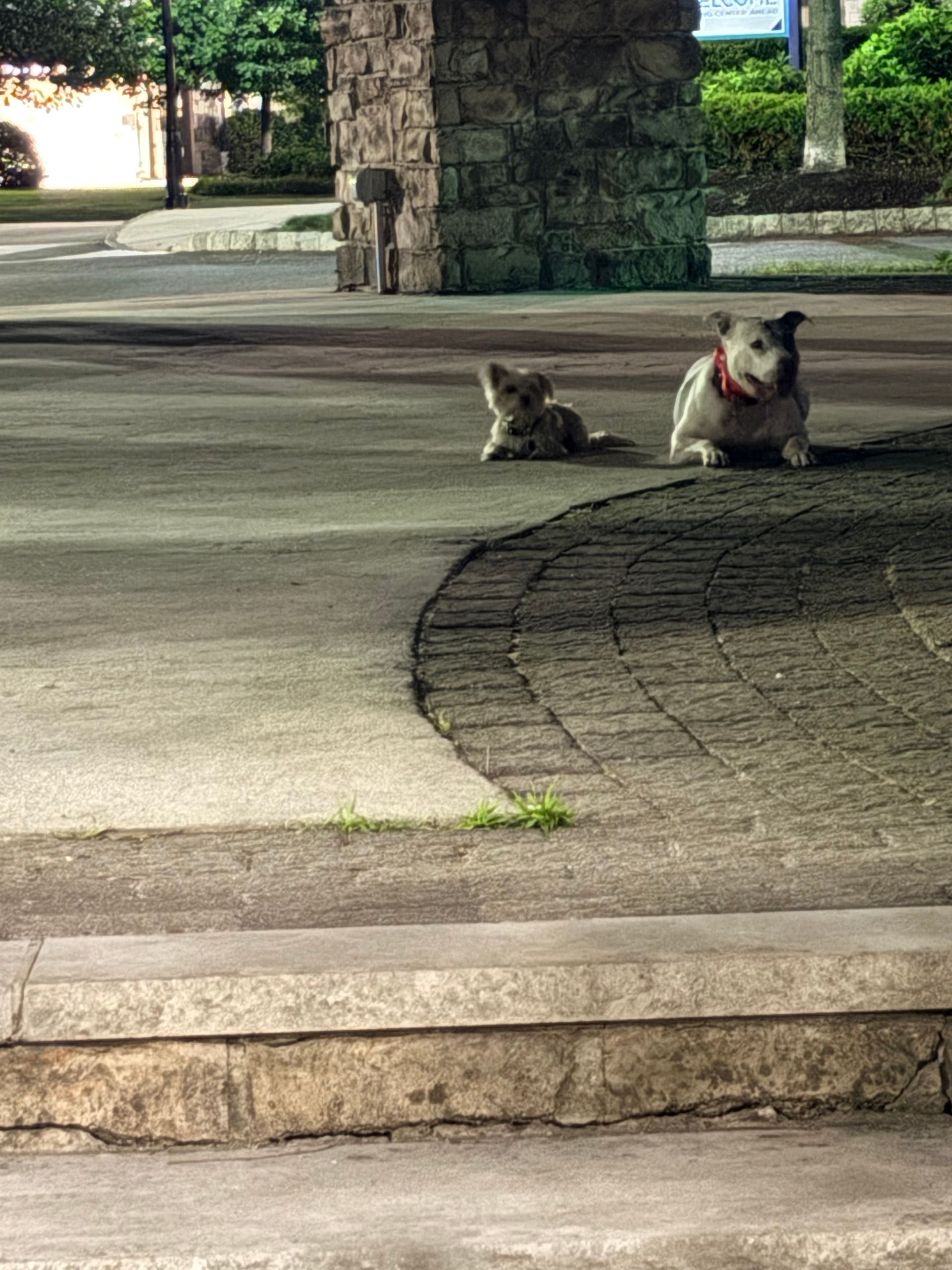 Two dogs resting on a sidewalk near a stone pillar at dusk