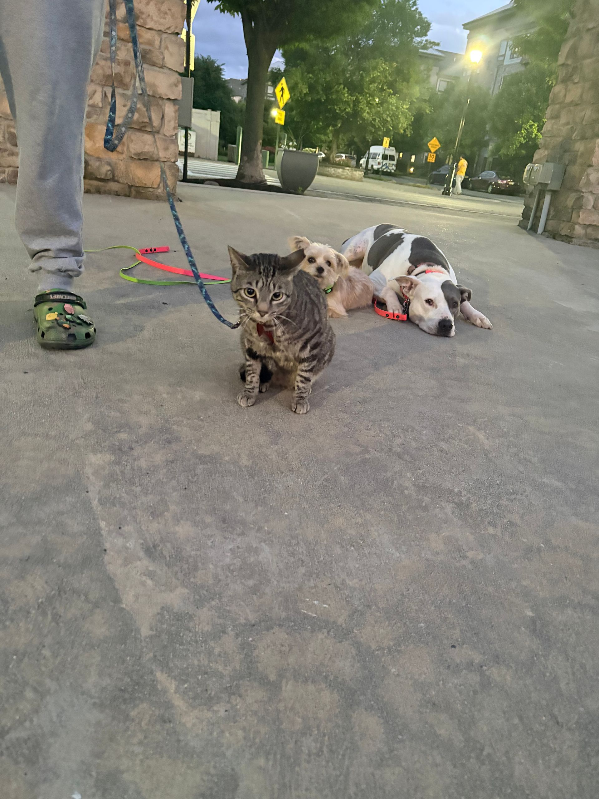 Two small dogs on leashes on a paved path, with a person’s legs at left and trees in the background