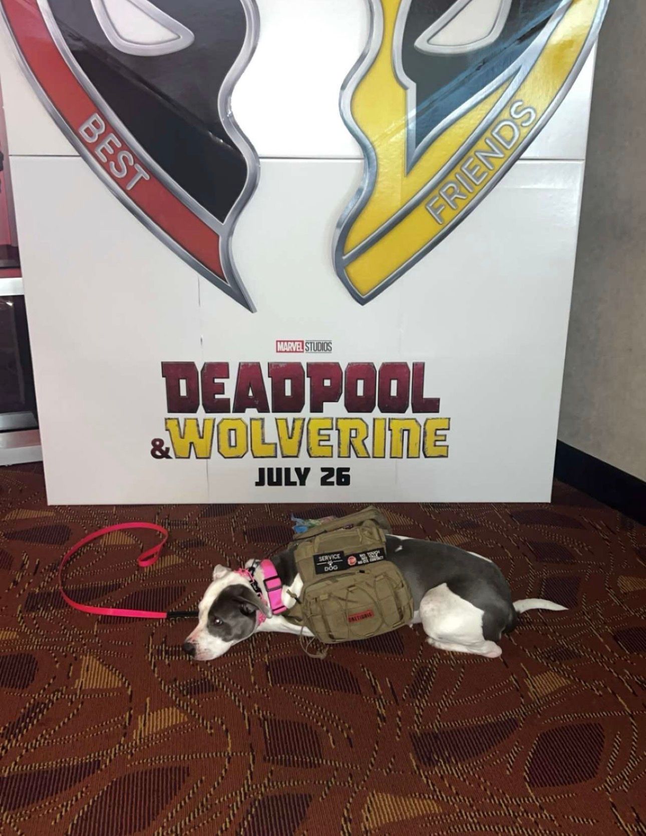 Dog lying on carpet in front of a Deadpool & Wolverine movie poster and toy sword