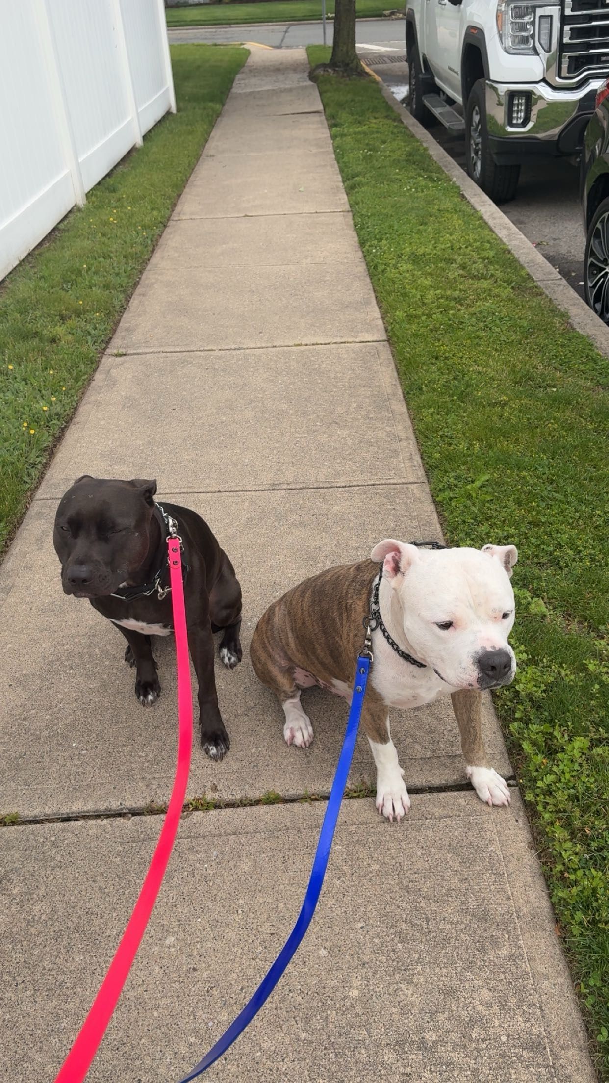 Two dogs on leashes sitting on a sidewalk beside a grassy strip and parked cars.