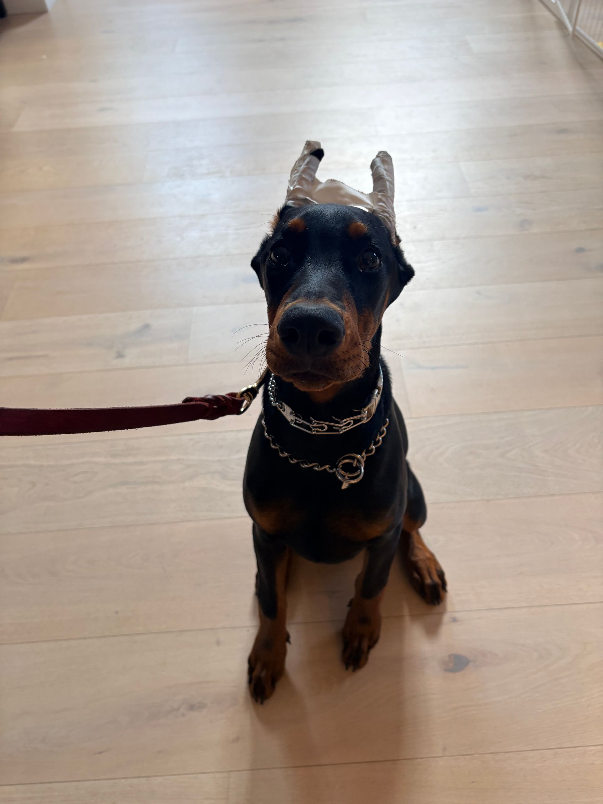 Black-and-tan Doberman sitting on a leash on a light wood floor, looking up