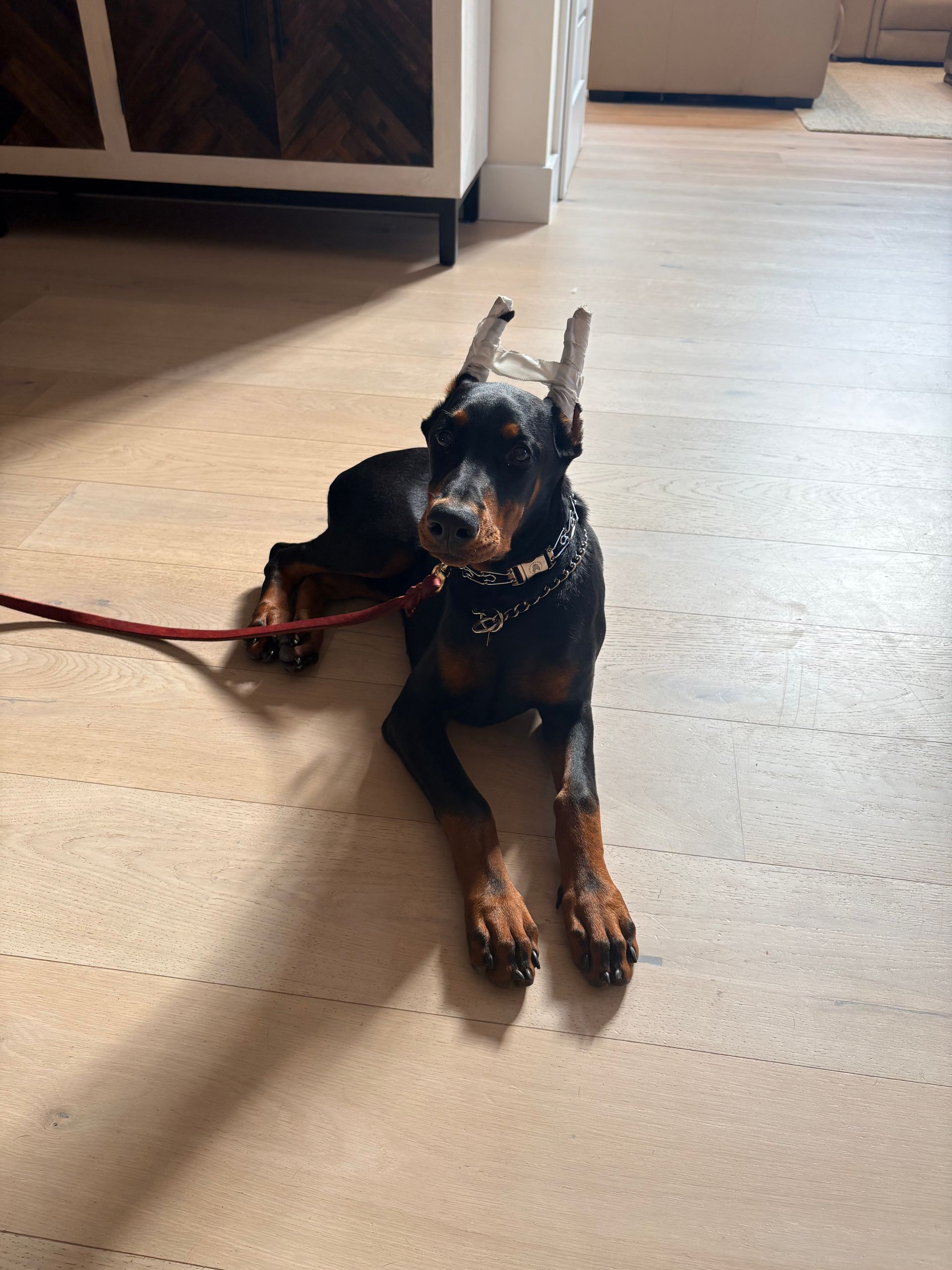 Black-and-tan dog lying on a sunlit floor indoors, looking at the camera with a leash beside it