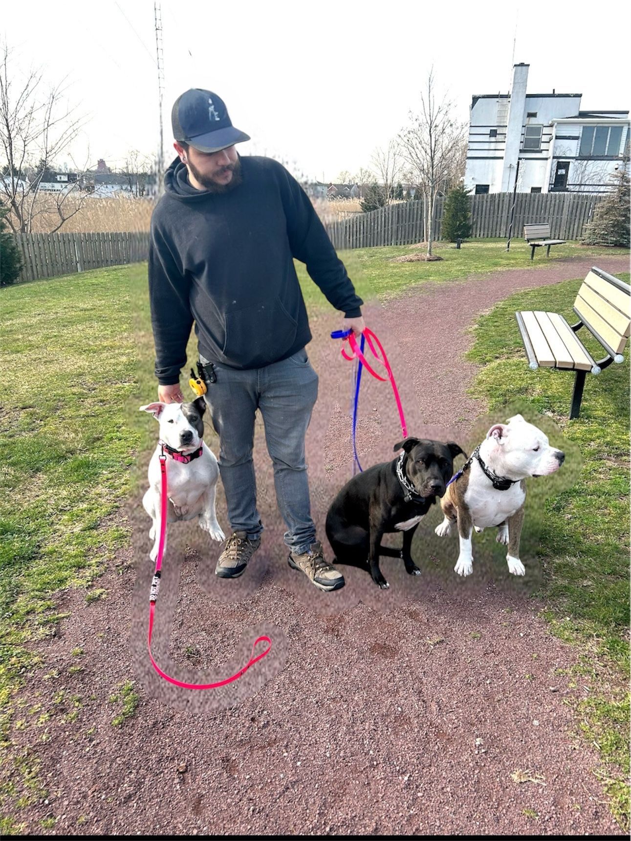 Man walking three dogs on leashes along a park path, with benches and trees nearby.