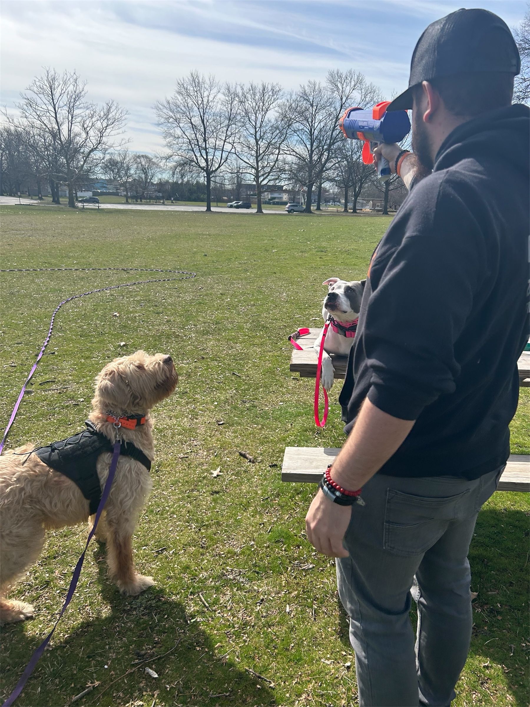 Person stands in a park with two dogs, one tan and one white, near benches on a sunny day