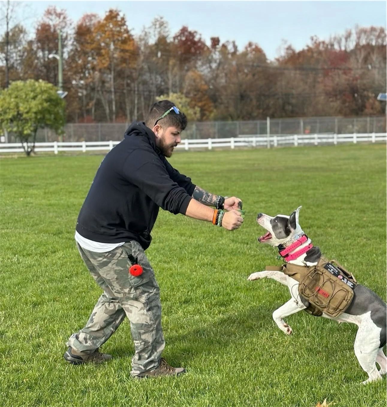Man in black hoodie training a tan-and-white dog jumping in a grassy field with autumn trees nearby