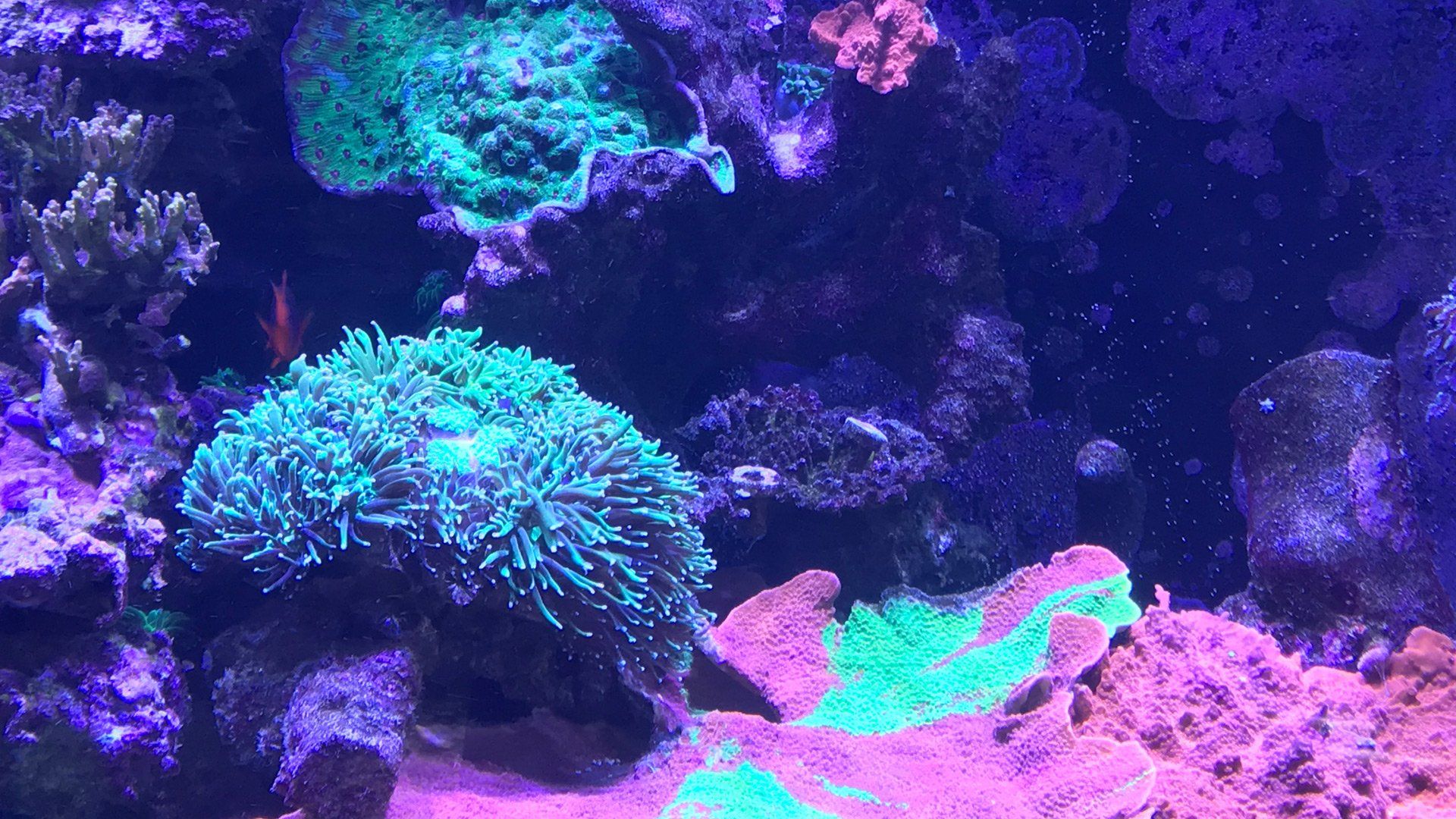 Aquariums Unlimited LLC Saltwater Livestock Virginia Beach