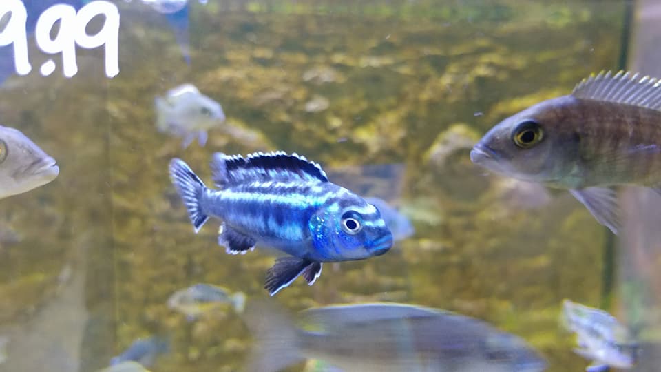 Aquariums Unlimited LLC Tour Our Store