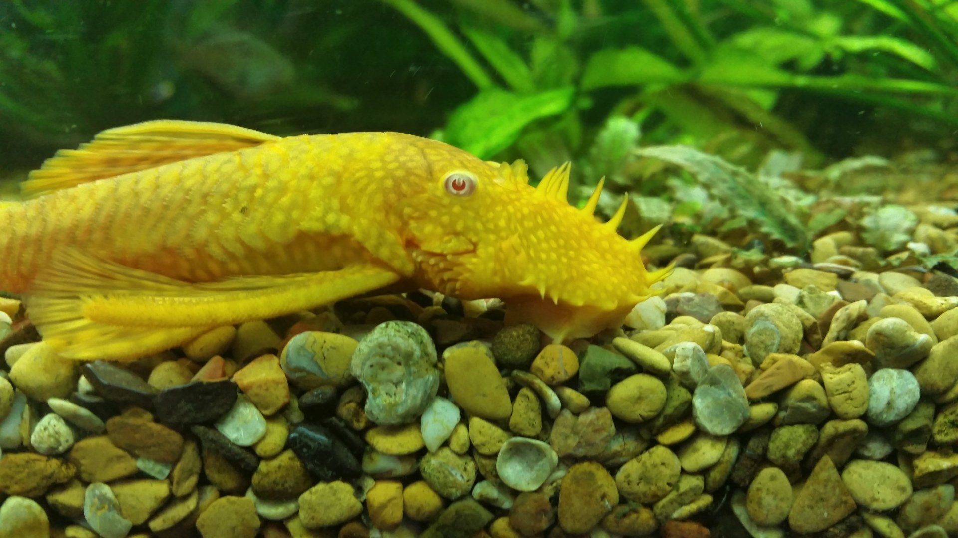 Aquariums Unlimited LLC Saltwater Livestock Virginia Beach