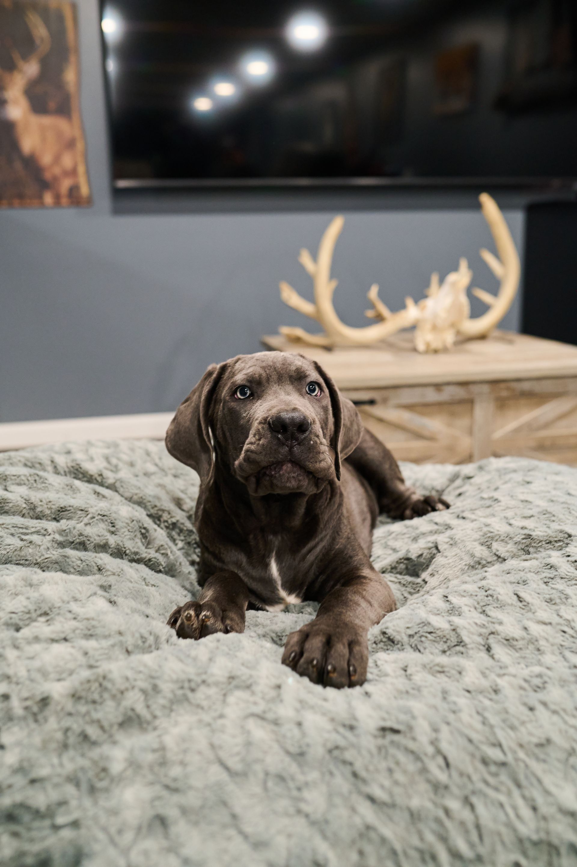 Gray puppy resting on a soft, light-blue blanket.