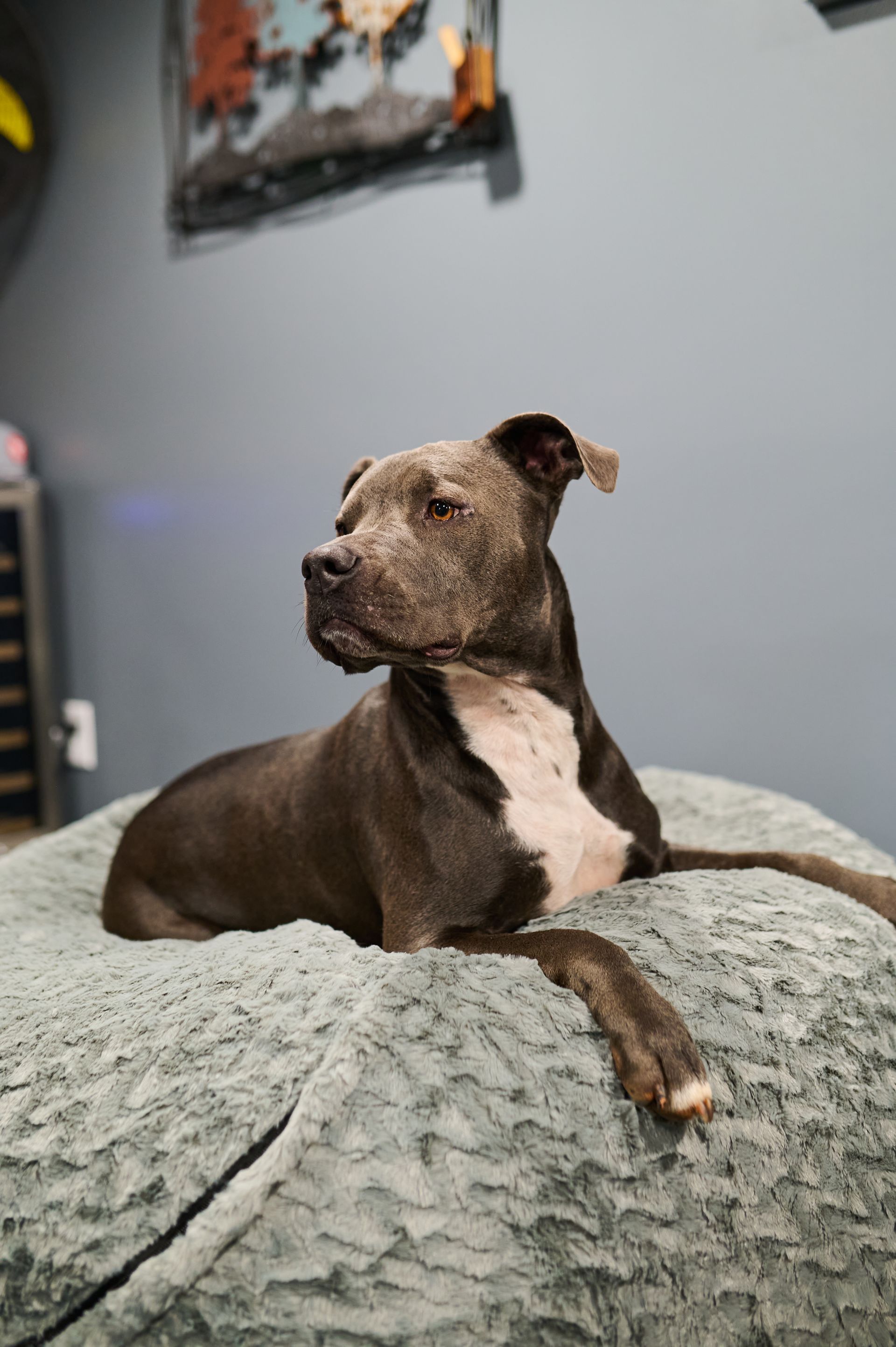 Dog with blue-gray fur and white chest lounges on a gray, plush bed in a room with blue walls.