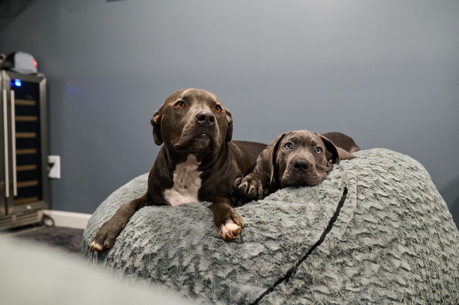 Two dogs, one large, one small, rest on a blue, fuzzy dog bed.
