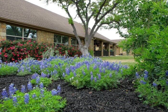 Bluebonnets in bloom in front of a building with a brown roof and a porch.