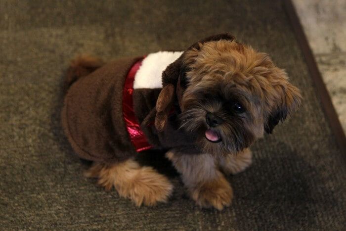 Small brown dog wearing a brown and red outfit, sitting on a dark rug, looking up.