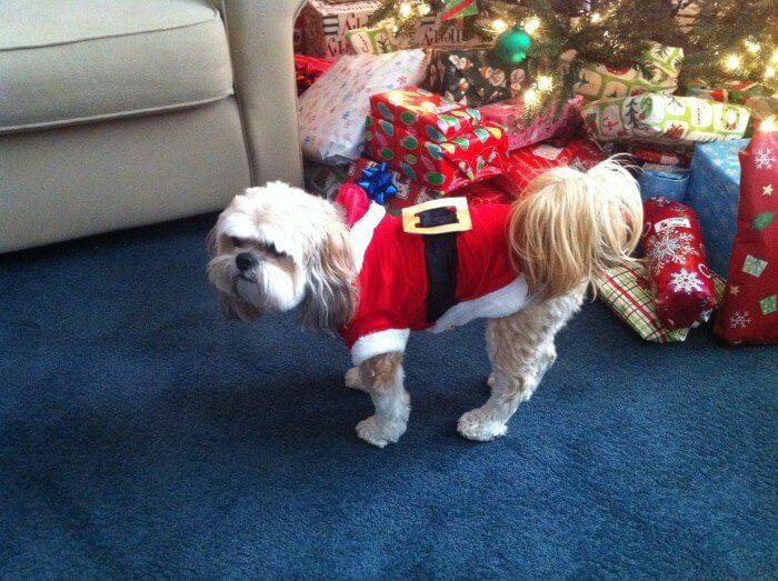 Shih Tzu dog in a Santa suit, standing on blue carpet near a Christmas tree and presents.
