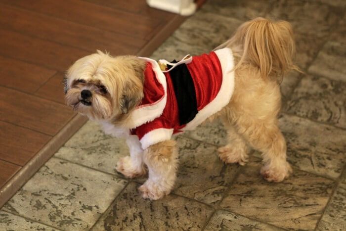 Dog wearing a Santa Claus outfit stands on a patterned floor, looking forward.